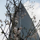 上海環球金融中心にある桜